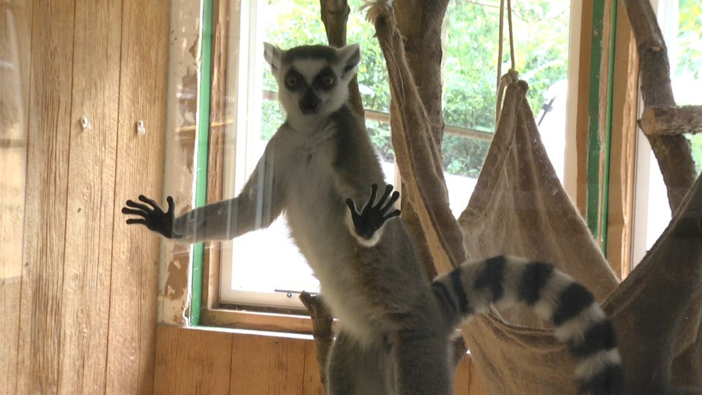 Lemur!