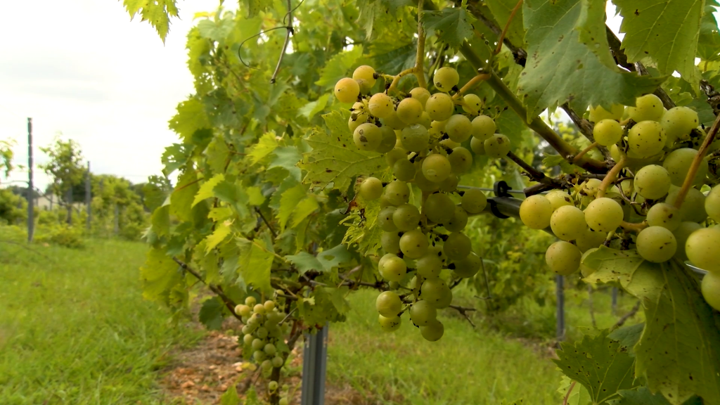 Vineyard