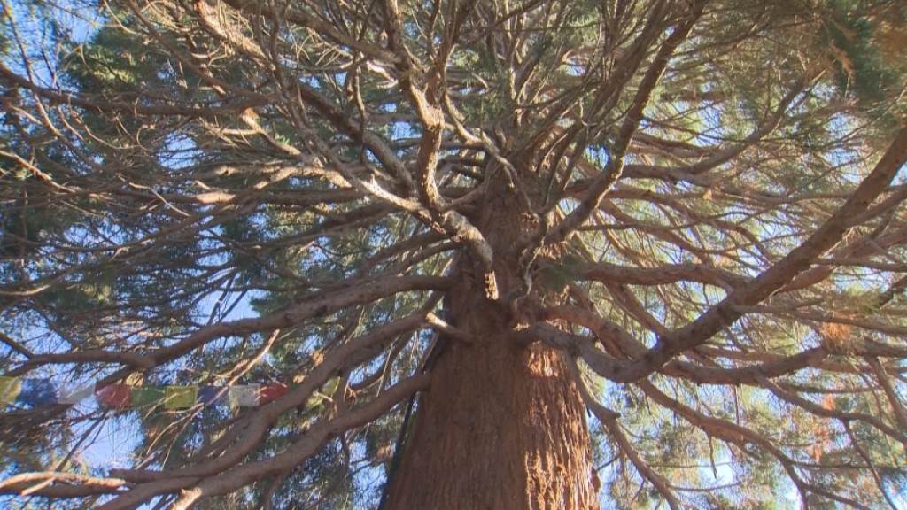 Neighbors Rally To Save Giant Sequoia