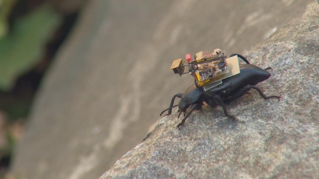 Beetle Cam Offers Bugs Eye View