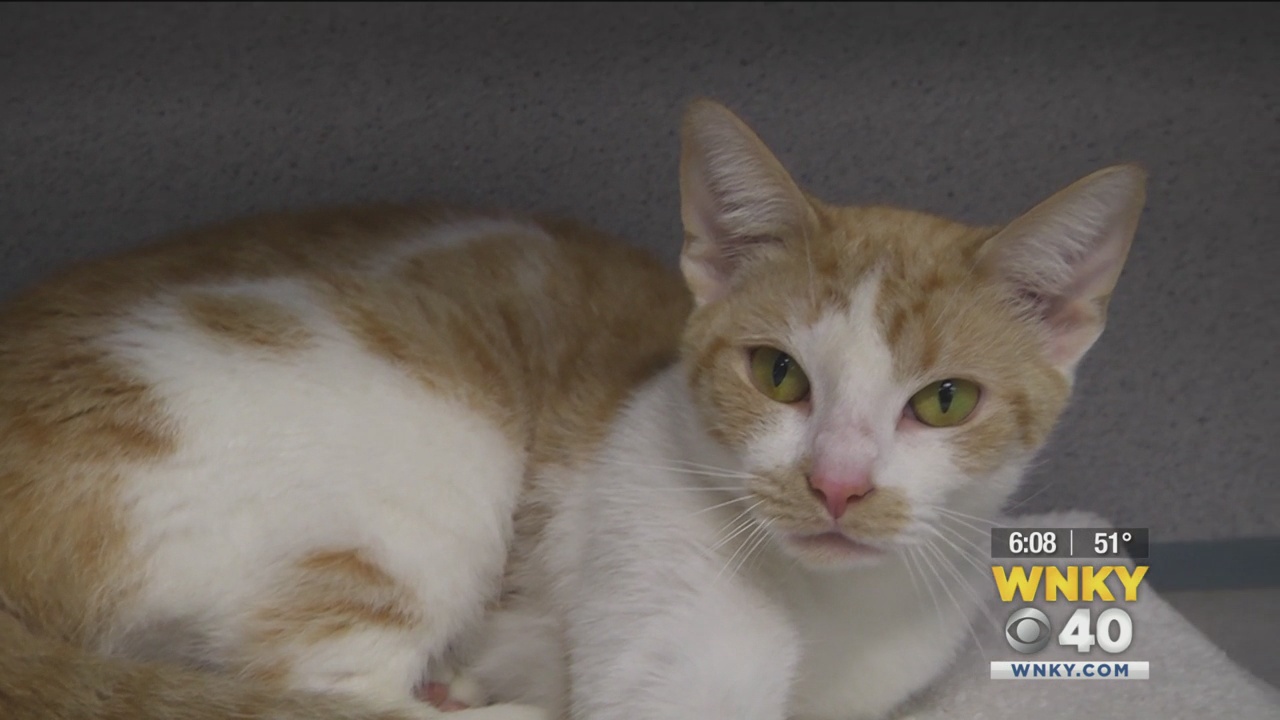 Bowling Green Humane Society reaches max capacity; offers free cats