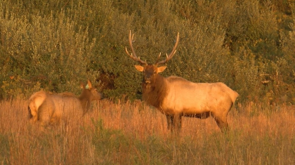 Elk Return To Southern Virginia