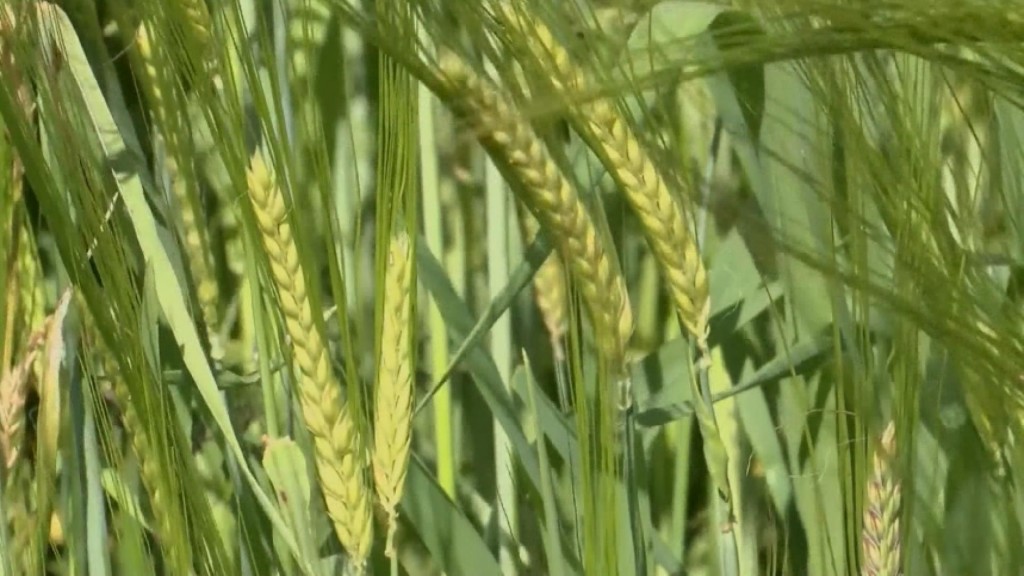 Virginia Brewery Boom Drives Demand For Local Barley