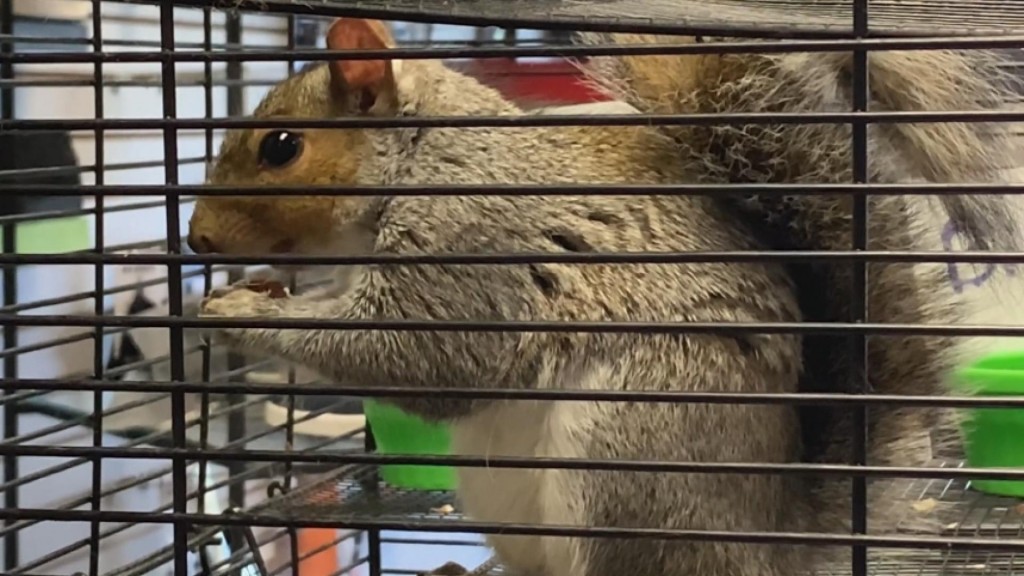 Trump Secures Squirrel's Vote