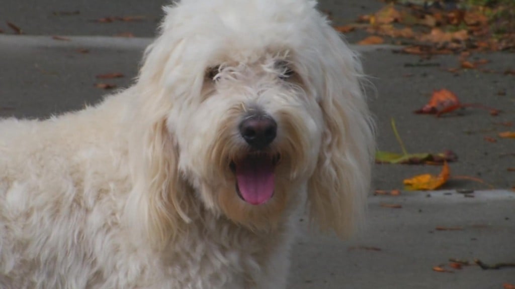 Oliver 2020: Dog Runs For President