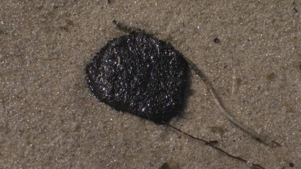 Coast Guard Probes Delaware Oil Spill