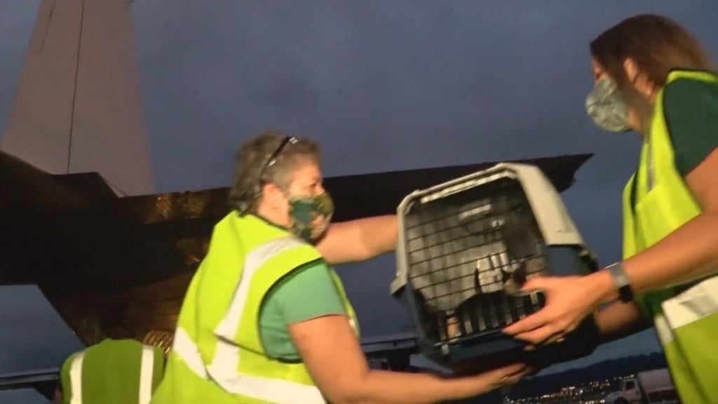 Flying Fur: Hundreds Of Pets Airlifted In Hawaii Rescue Flight