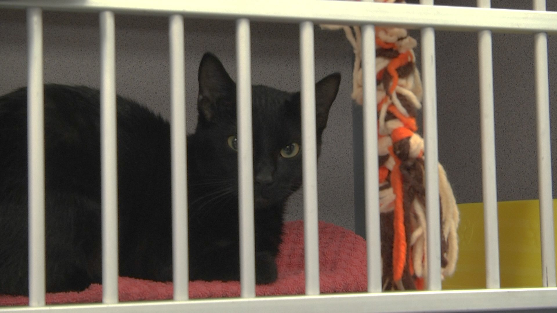 Bowling Green Warren County Humane Society asking for 20 in 2020