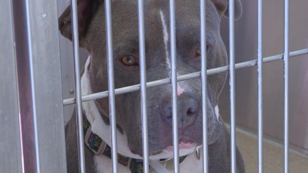 Denver Overturns Pit Bull Ban