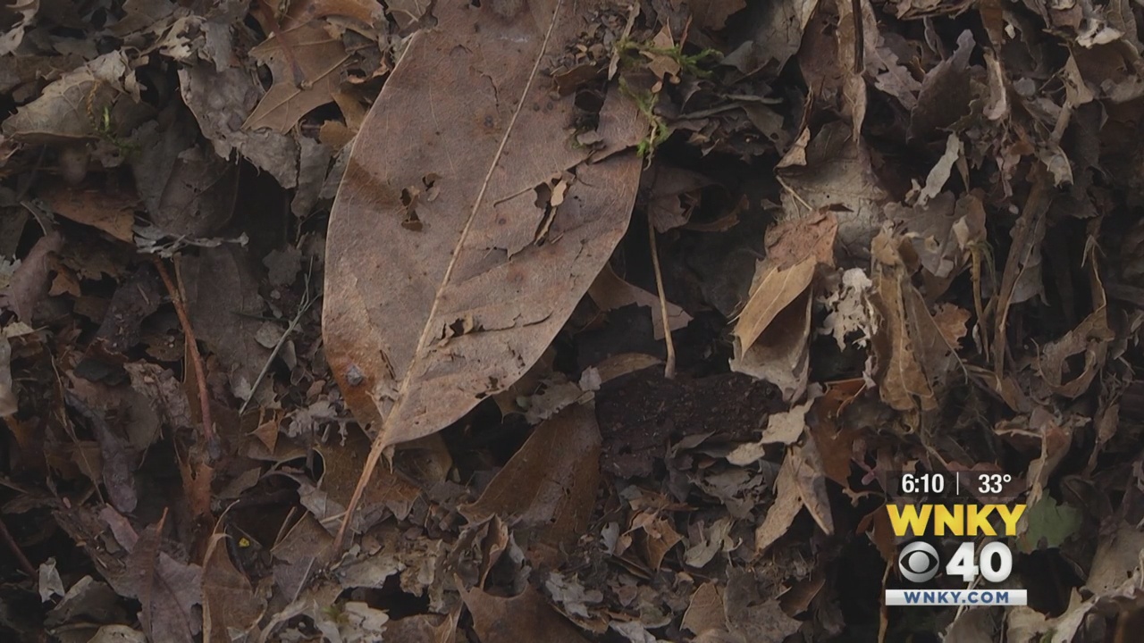 Loose leaf pick up in Bowling Green - WNKY News 40 Television