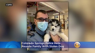 Colorado Found Dog