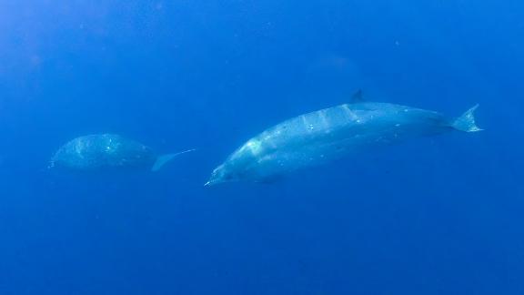 Possible New Species Of Beaked Whale