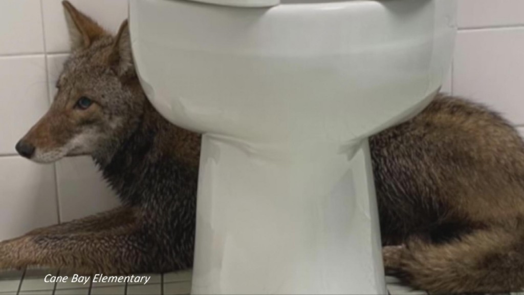 Coyote Captured In Elementary School Bathroom