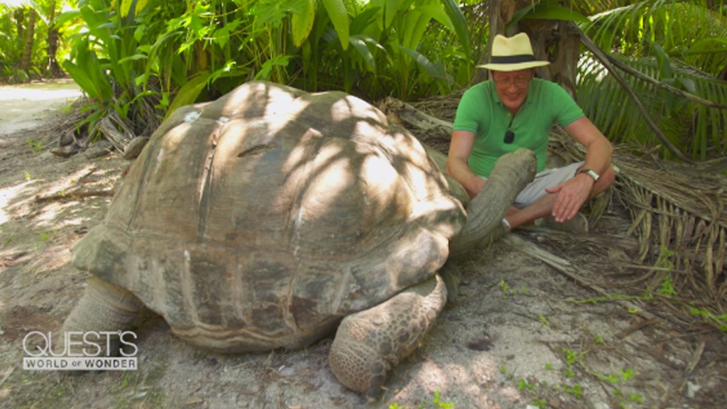 Tortoise