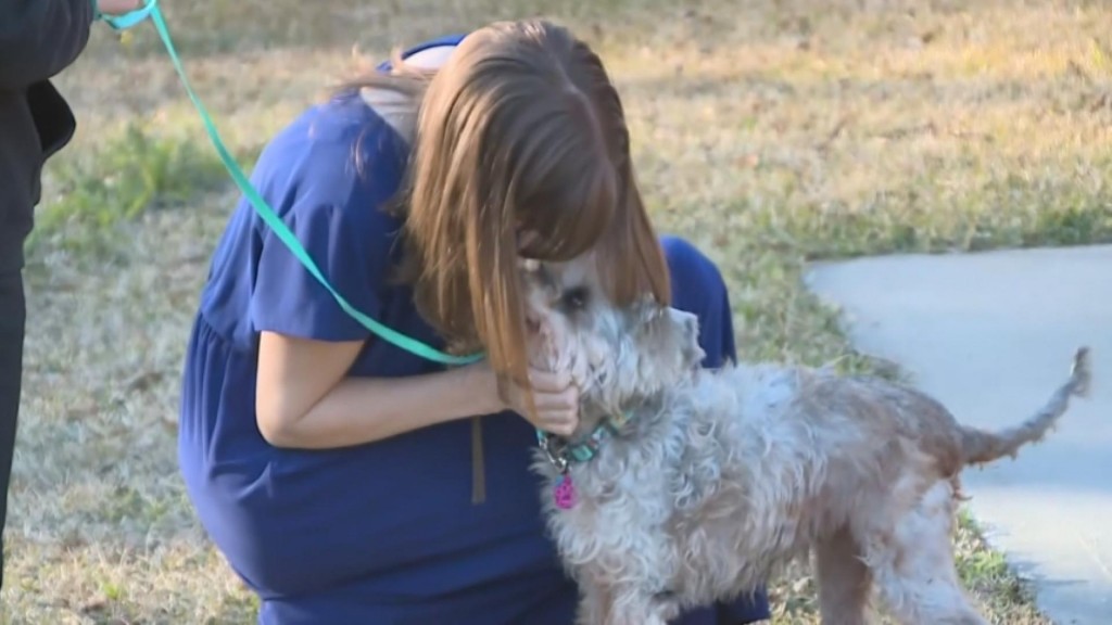 Lost & Found: Dog Spends Three Years On The Run