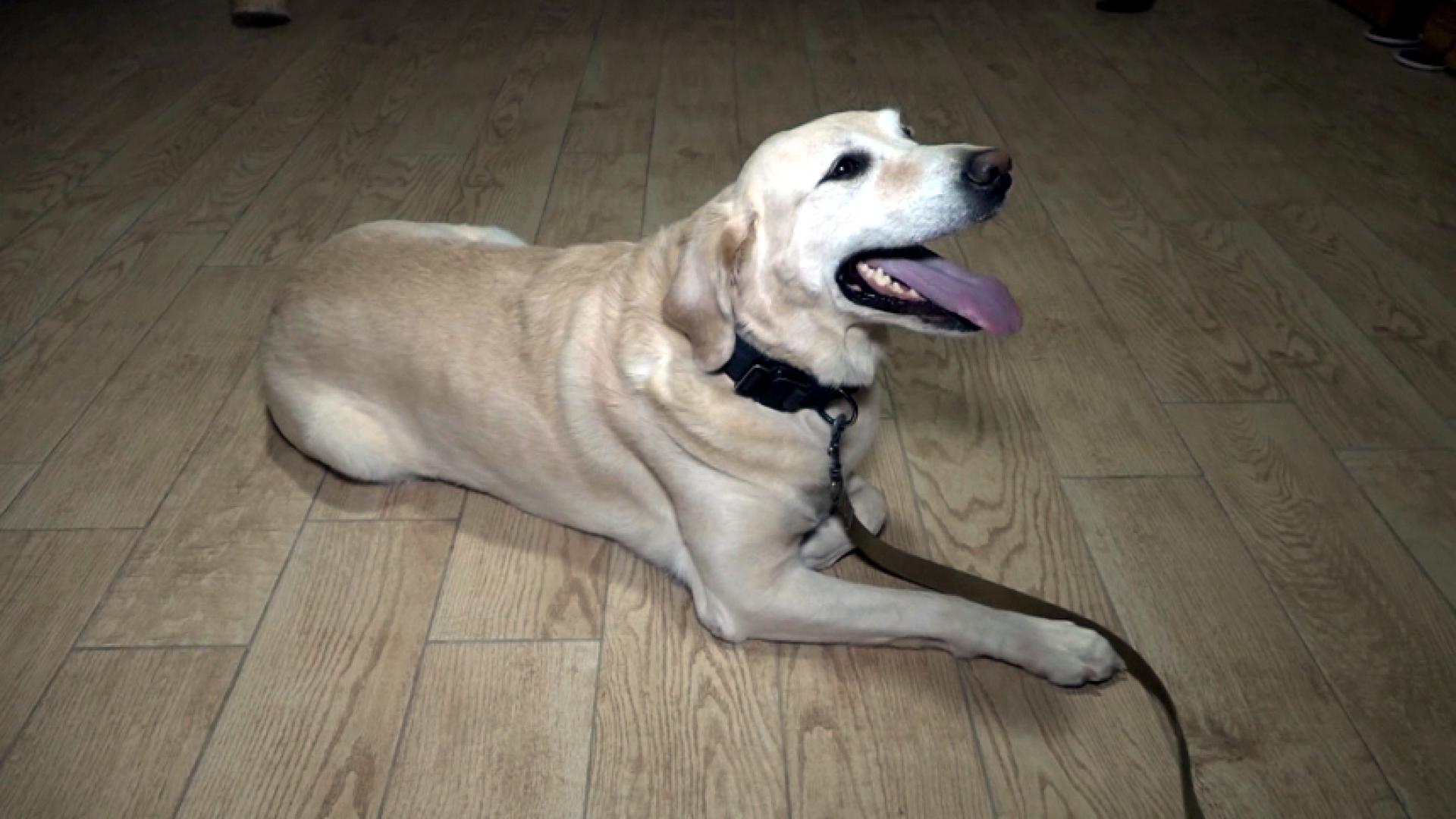 Sniffing Out COVID-19 – WNKY 40 News
