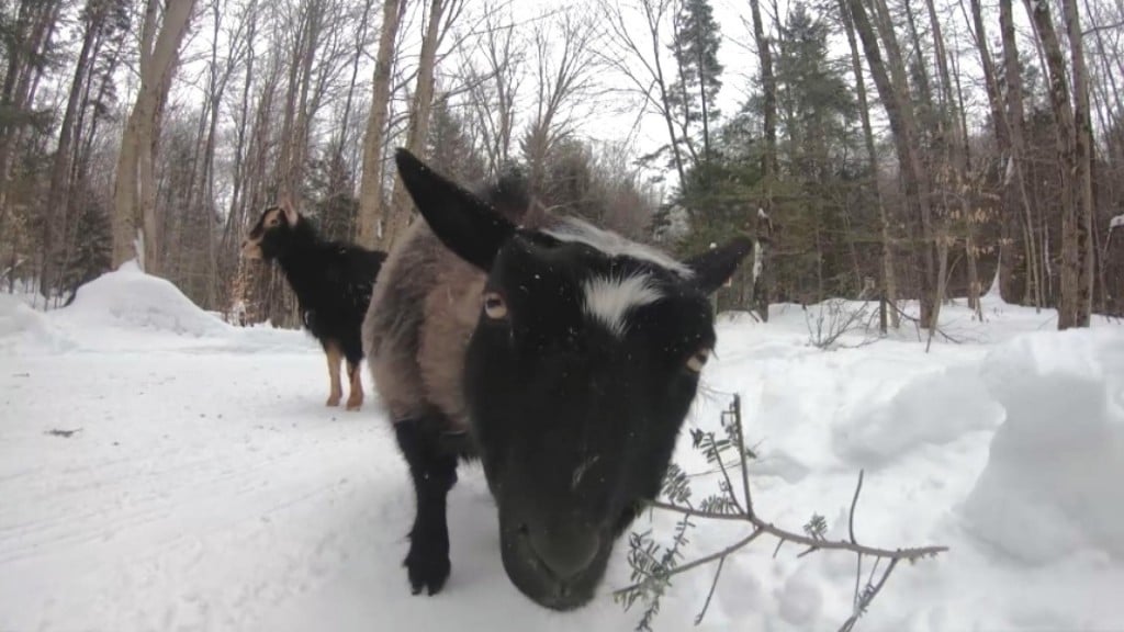 Snowshoeing...with Goats!