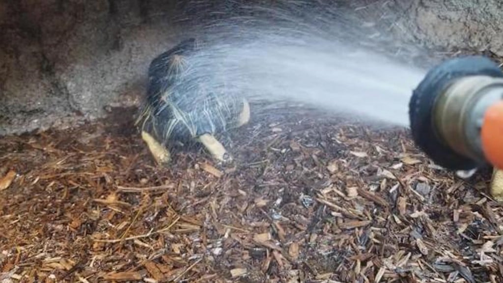 Tortoise Shower