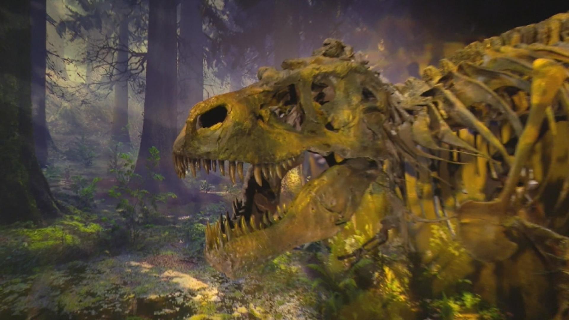 bucky the t rex