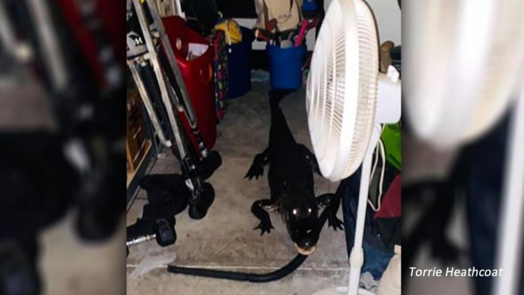 Gator Invades Florida Family's Garage