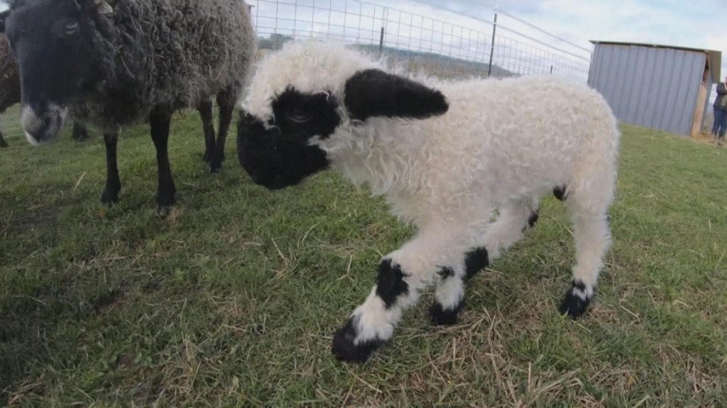 Oregon Winery Welcomes Rare Lambs