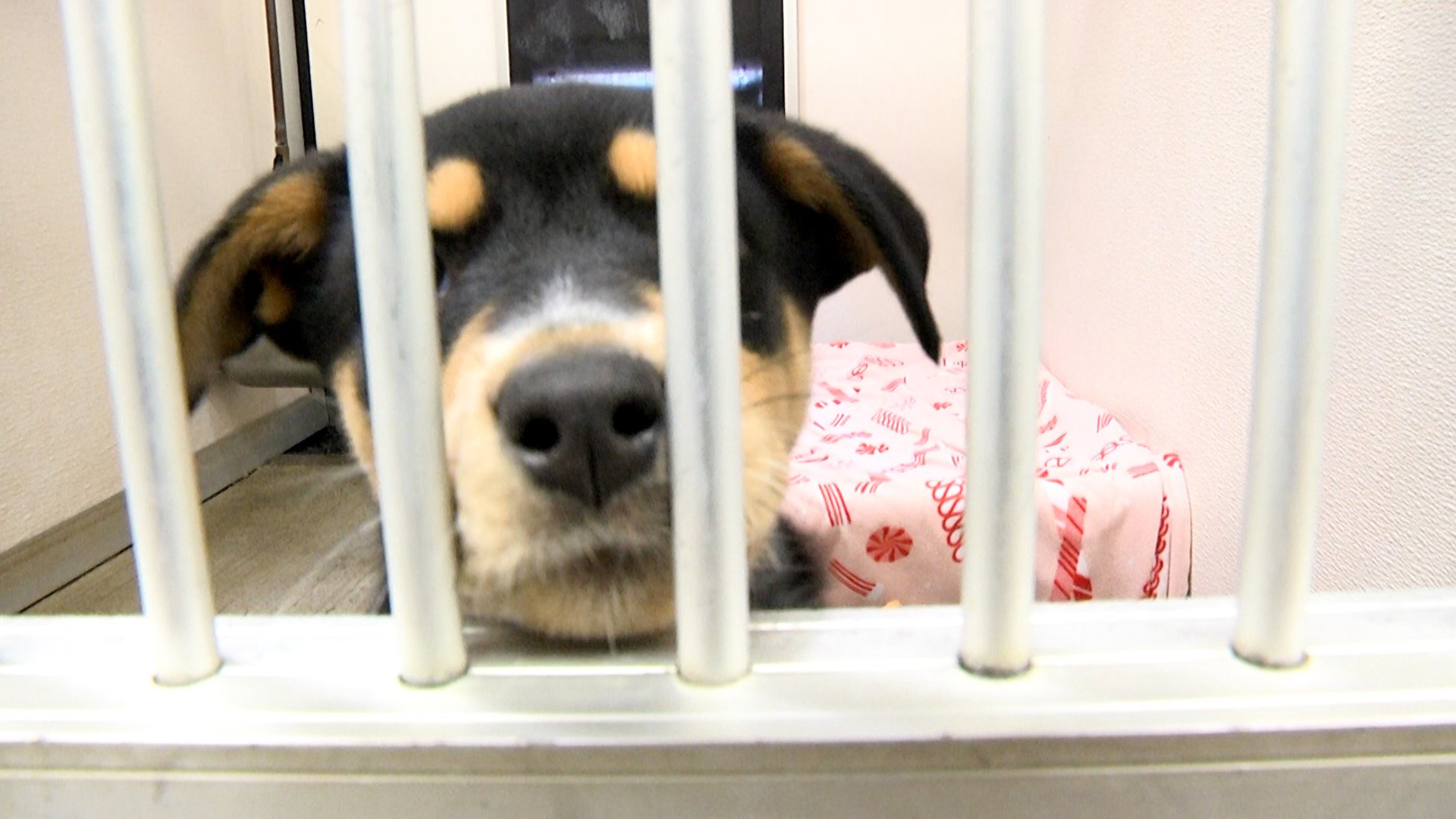 BG Warren County Humane Society offers shelter store, auctions for