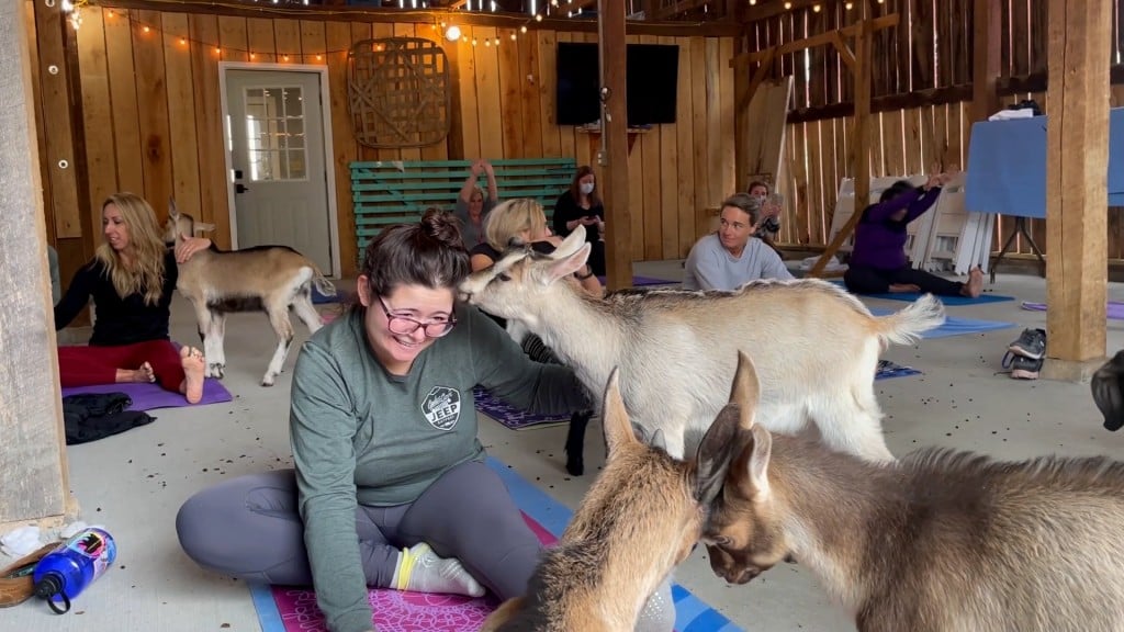 Goat Yoga