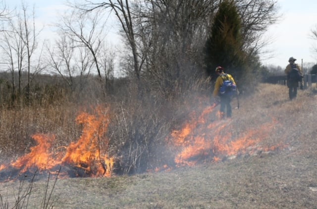 Firefighter With Driptorch Near Roadwaynps Photo