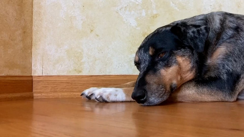 Sad Pet