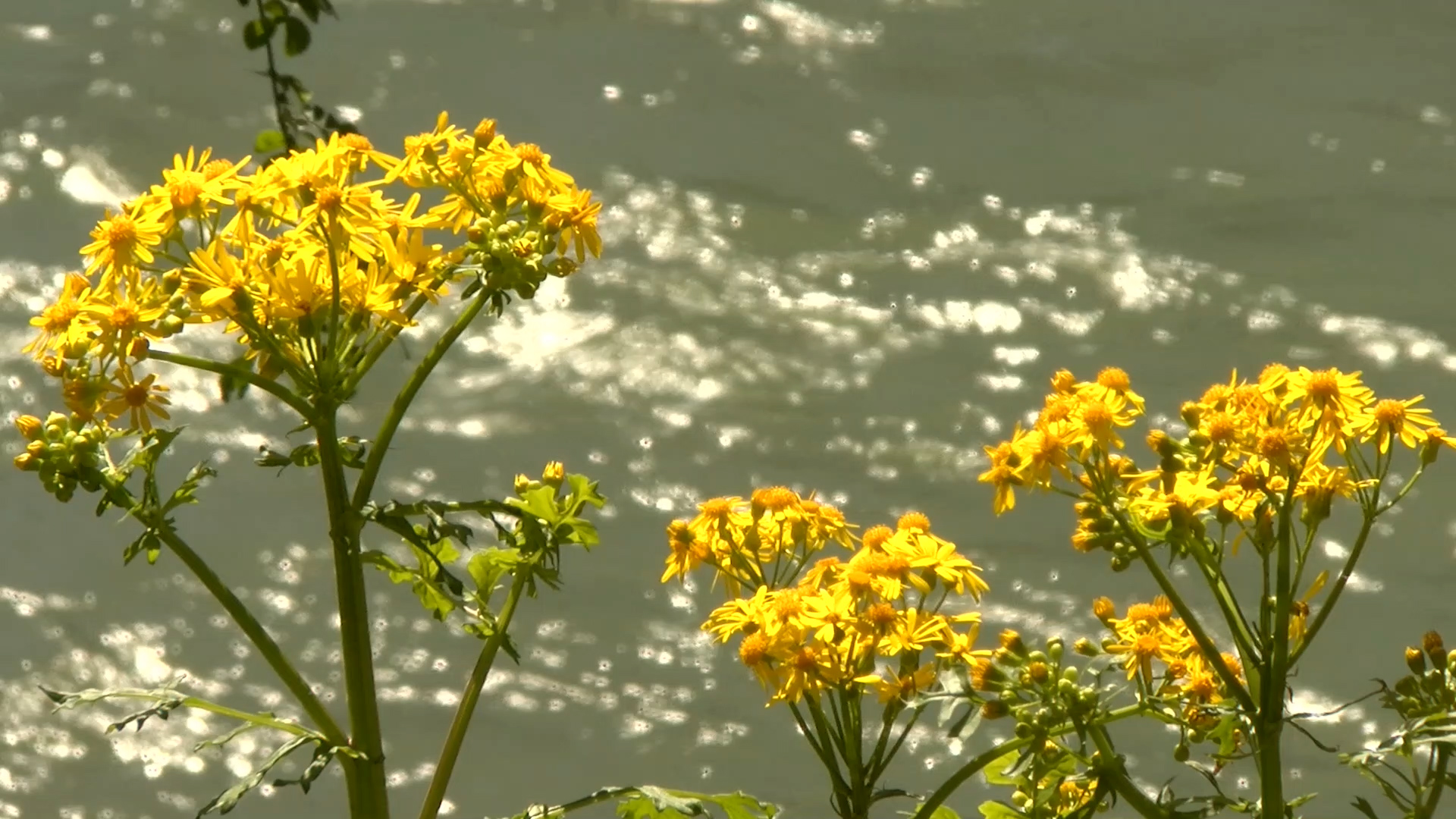 Sensory garden brought to Basil Griffin Park WNKY News 40 Television