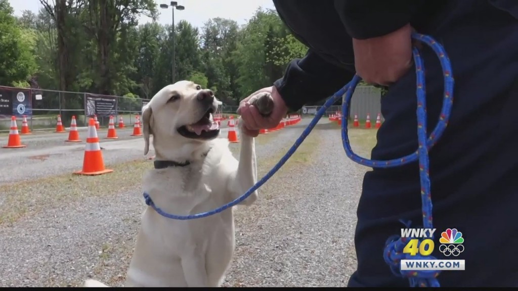 Living Well Vaccine Comfort Dog