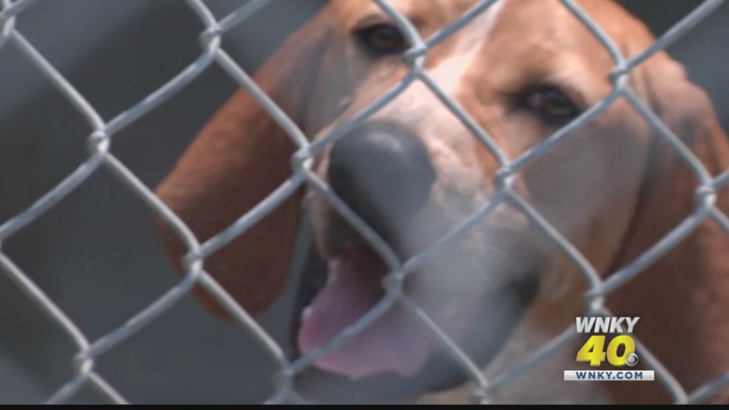 National Nonprofit Helps Out Bowling Green Humane Society; Need Volunteers To Help