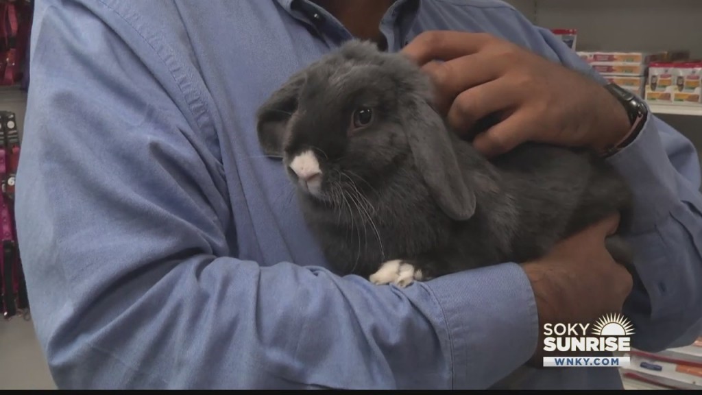 Pet Of The Day Lollipop