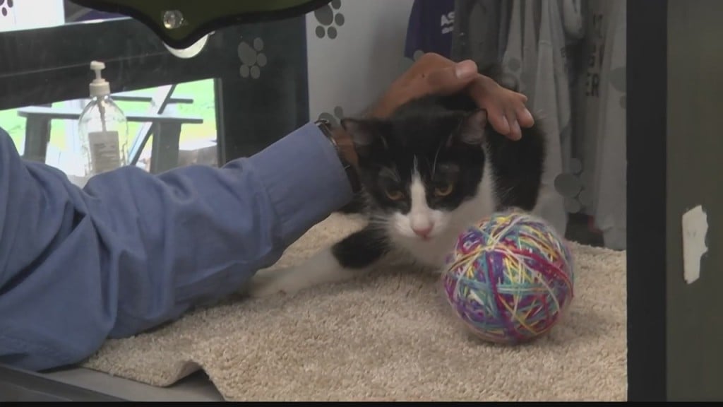 Pet Of The Day Willow