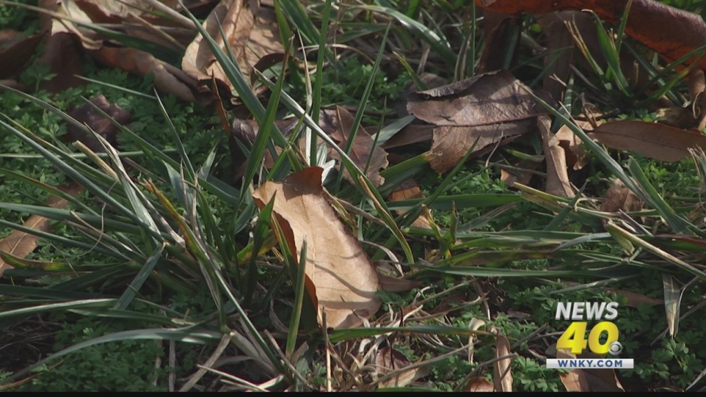 Bowling Green Leaf Pick Up Begins!