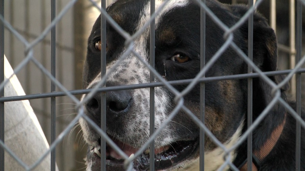 Empty The Shelters Humane Society Meghann 1072100 00 23 29still001