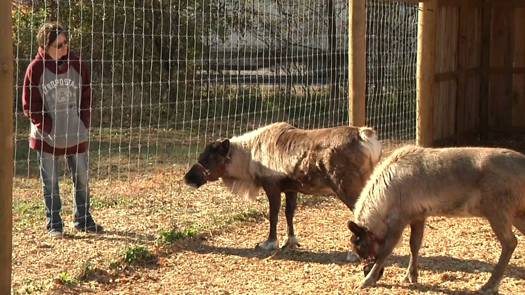 Reindeer