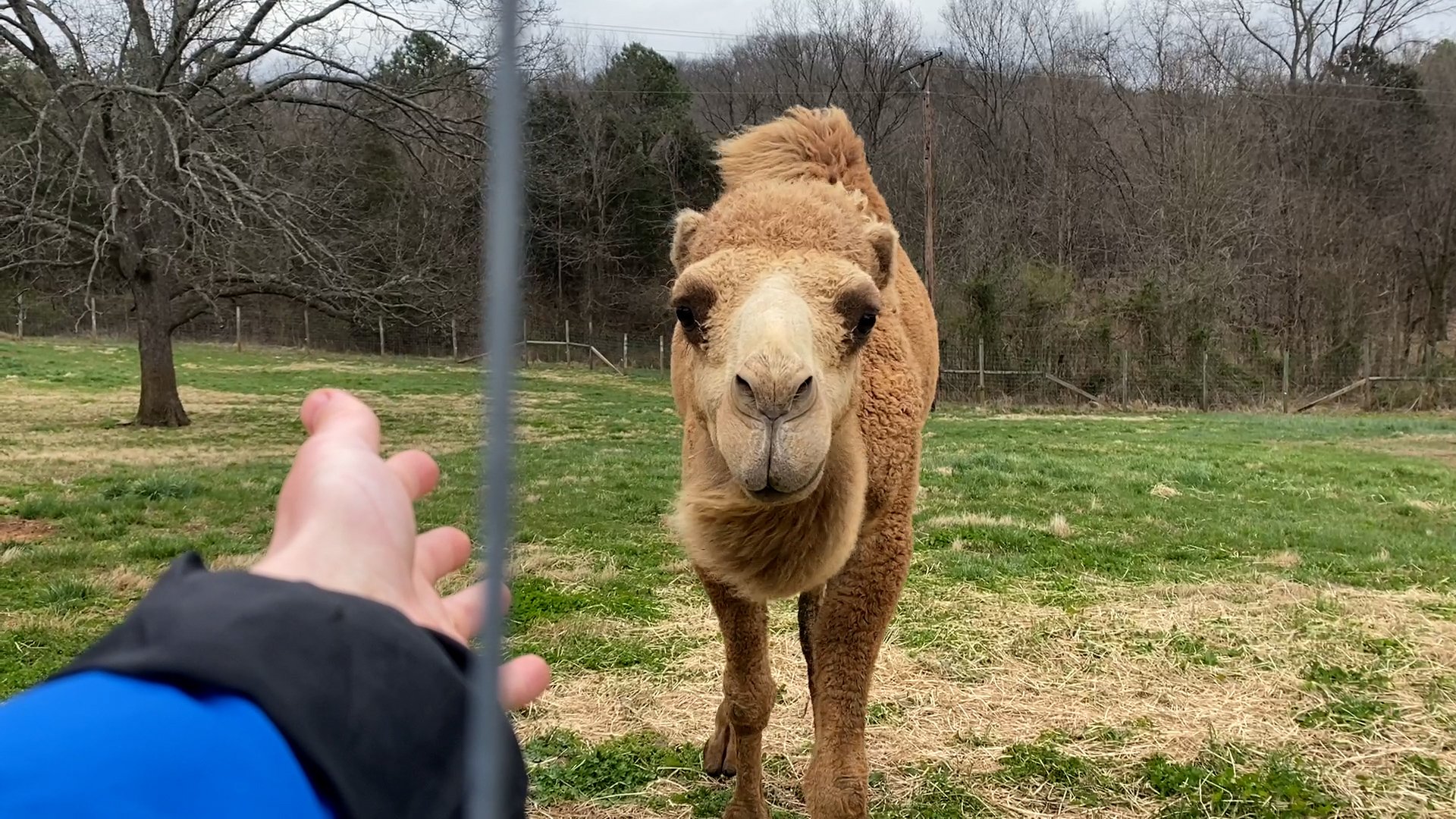 Adventure locally at Kentucky Down Under Adventure Zoo; peacocks
