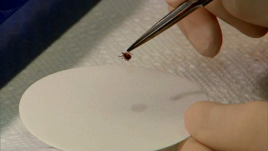 Ticks