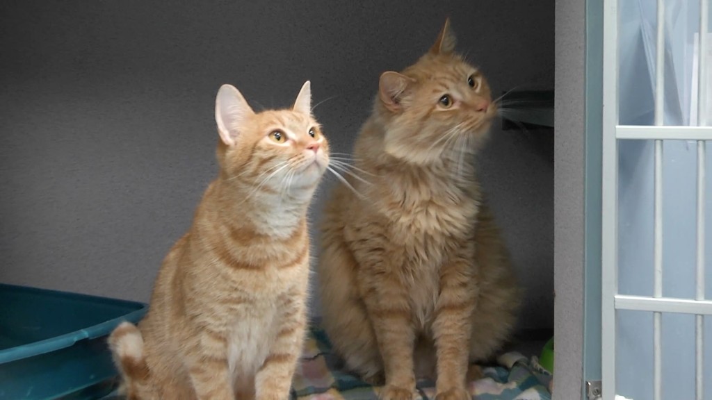 Little Girl And Mojo