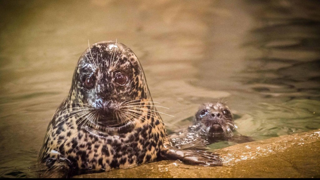 Seal Louisville Zoo