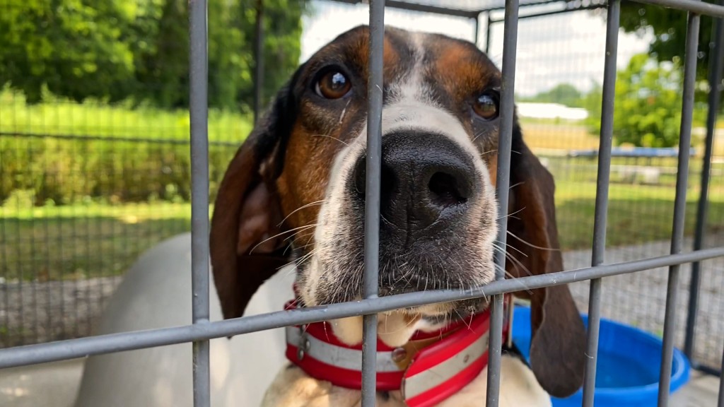 7422 Pkg Humane Society Pets Dogs After 4th Of July Hound Dog Hoarder Meghann00 01 12 22still001