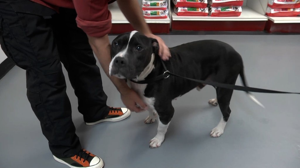 Diesel