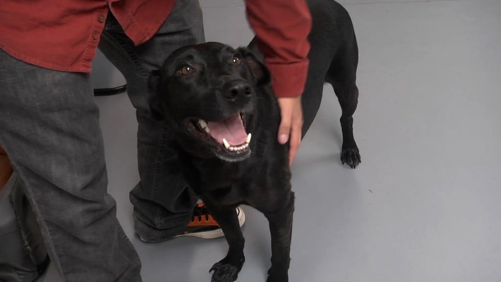 Roy The Dog