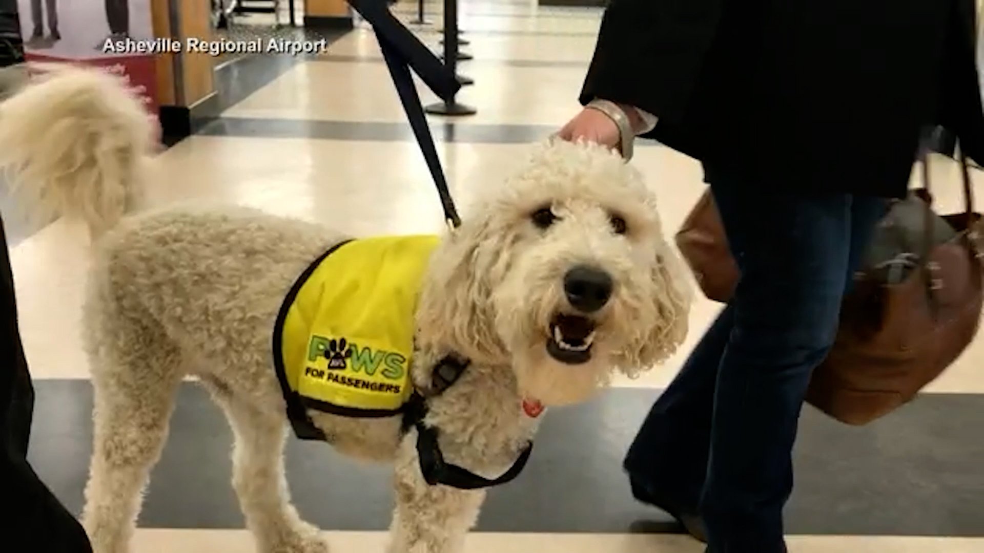 are dogs allowed in asheville airport