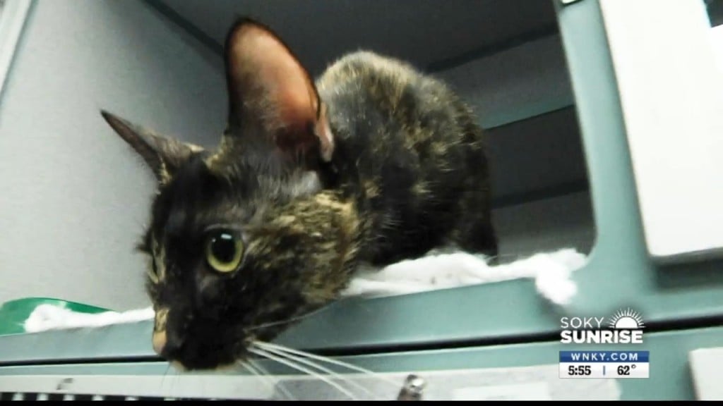 Pet Of The Day Sky 83122 Sunrise