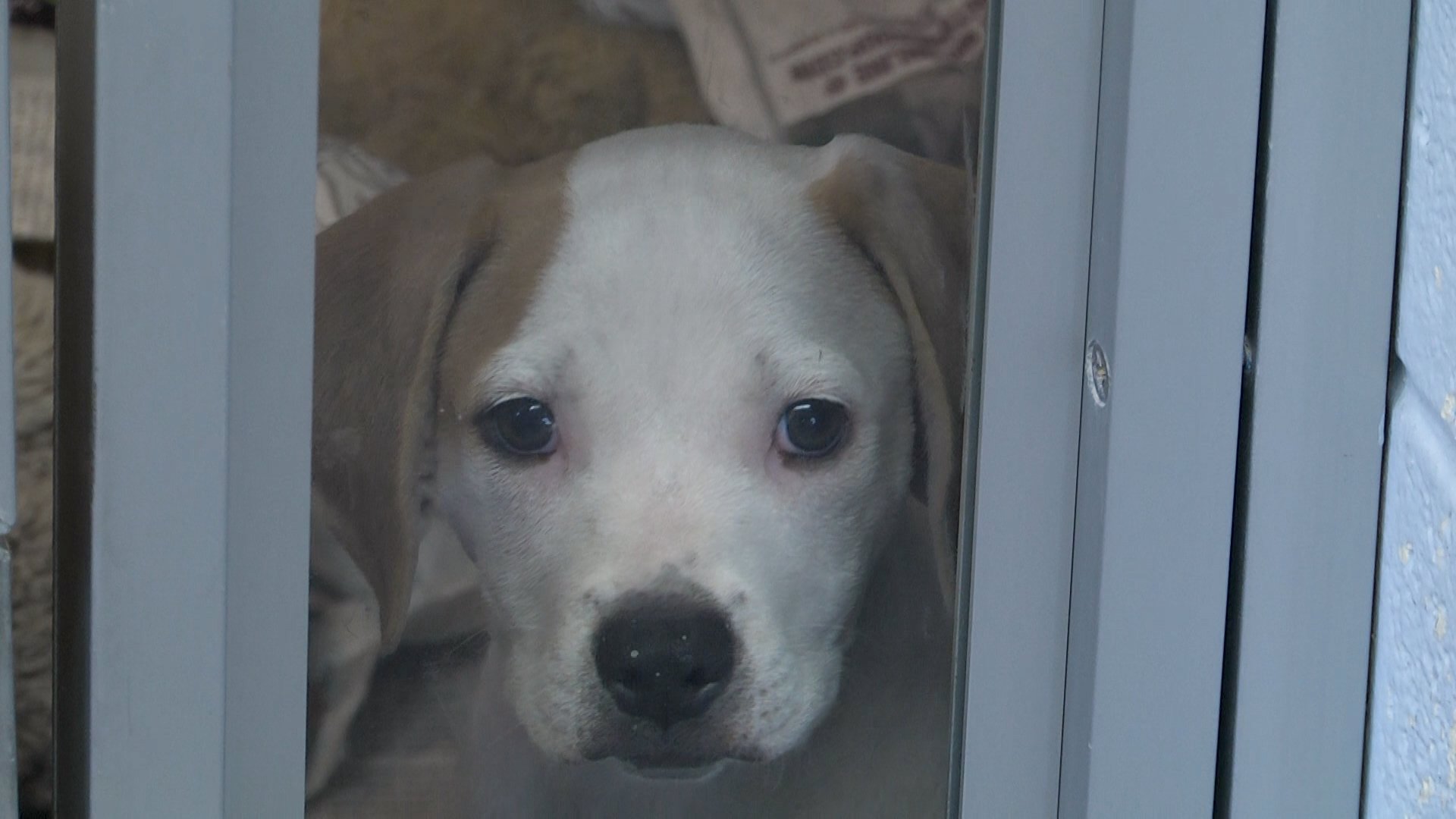 Adopt, Don't Shop At BRAWA Clear The Shelters - WNKY News 40 Television