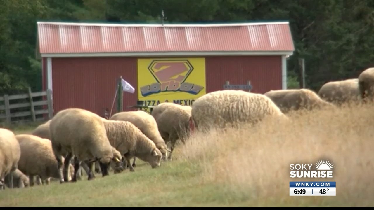 Feel Good Friday Playing Golf With Sheep Wnky News 40 Television 2437