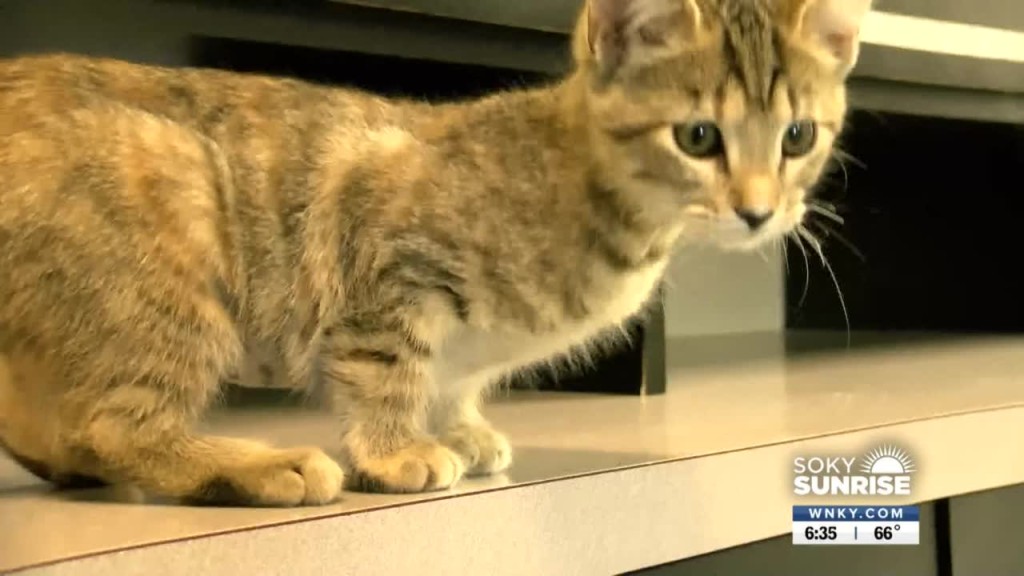 Pet Of The Day 091922 Sunrise