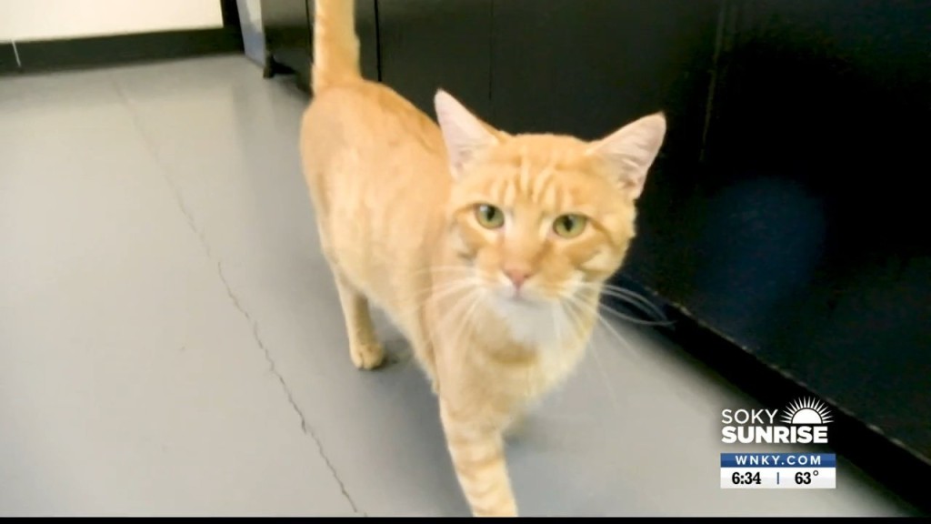 Pet Of The Day Cheese 91222 Sunrise
